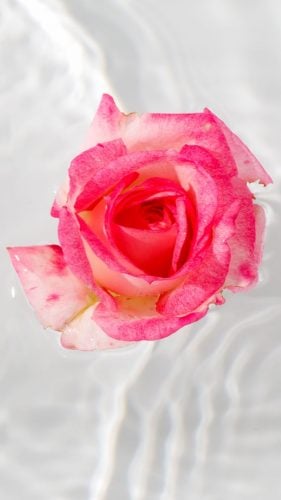 rose water benefits for beauty skin